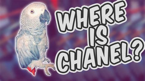 chanel the parrot meme